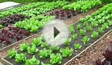 Видео Красивые грядки и огород своими руками
